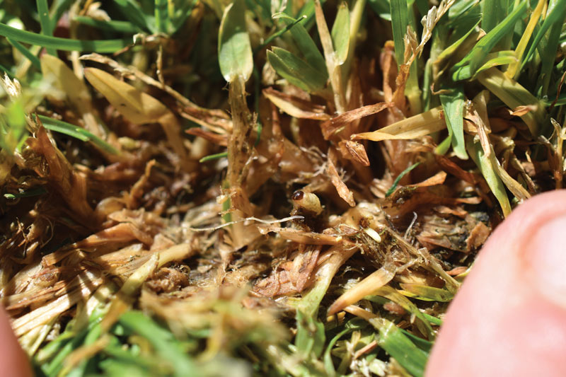Controlling Poa annua with annual bluegrass weevil and PGRs Annual bluegrass weevil larva