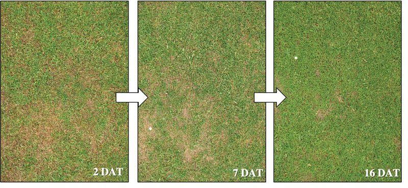 Controlling Poa annua with annual bluegrass weevil and PGRs Annual bluegrass weevil turf damage
