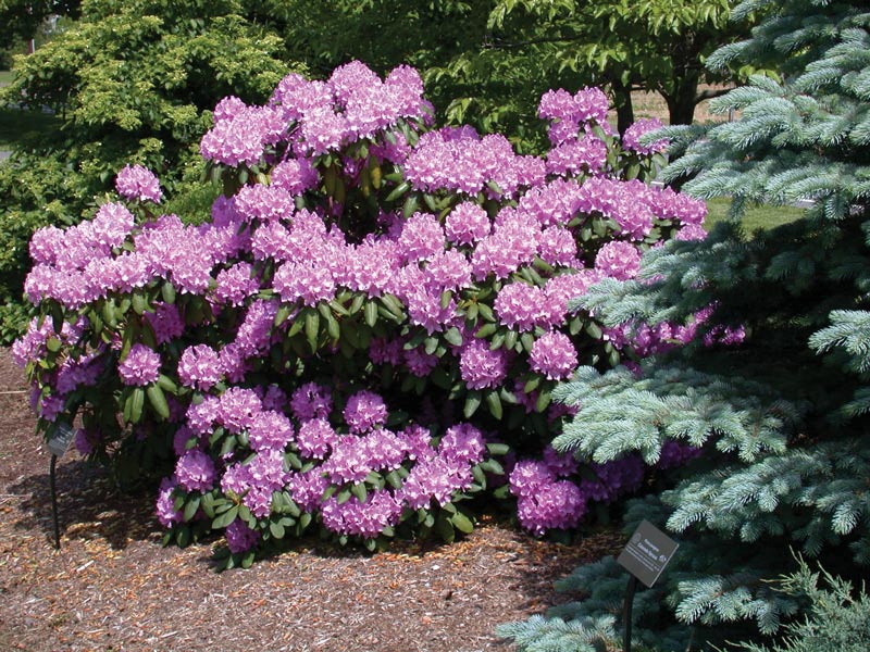 Effect of annual bluegrass weevil larval stage on insecticide efficacy Rhododendron annual bluegrass weevil