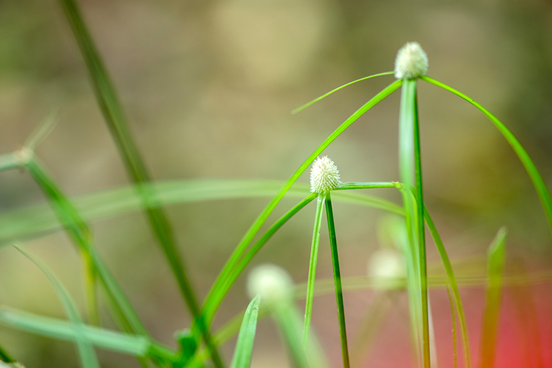 False-green Kyllinga