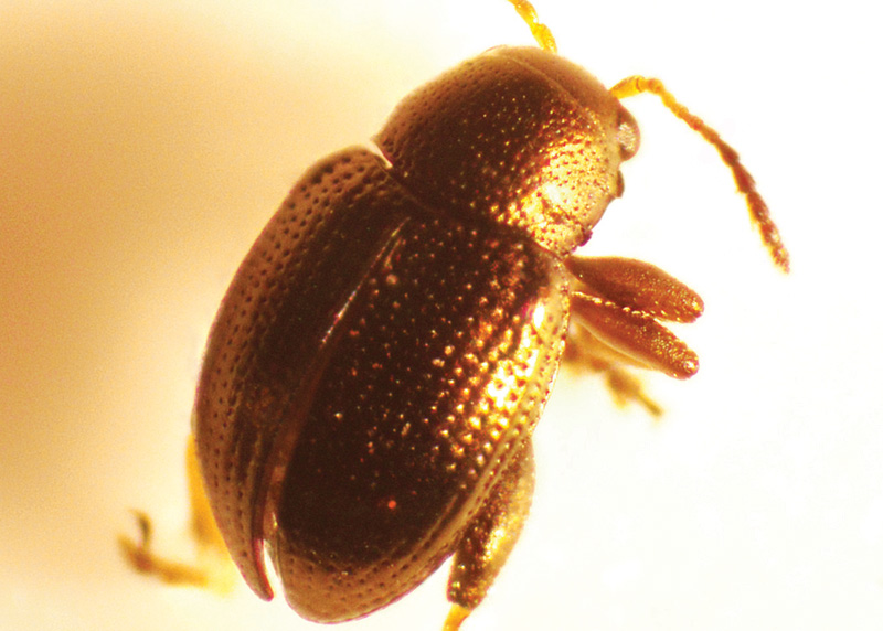 Adult flea beetle
