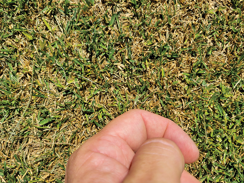 Effects of flea beetle on turf