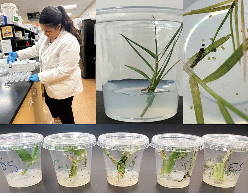 Aerial view of Ghost Creek golf course