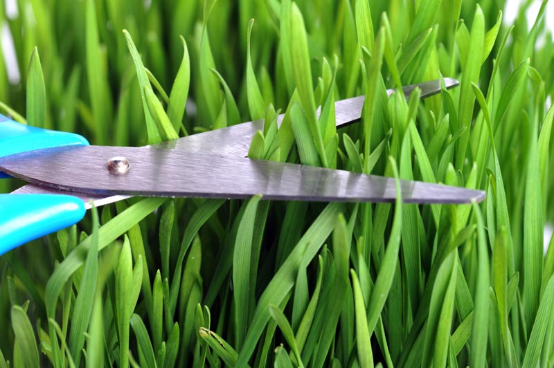 Reel mowers: Scythe or scissors? Reel mower scissors