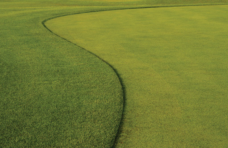 Should I use this product on my turf? Evaluate turf products