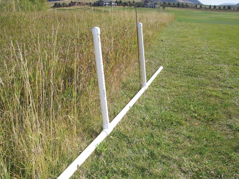 Vole control on the golf course Vole control golf course