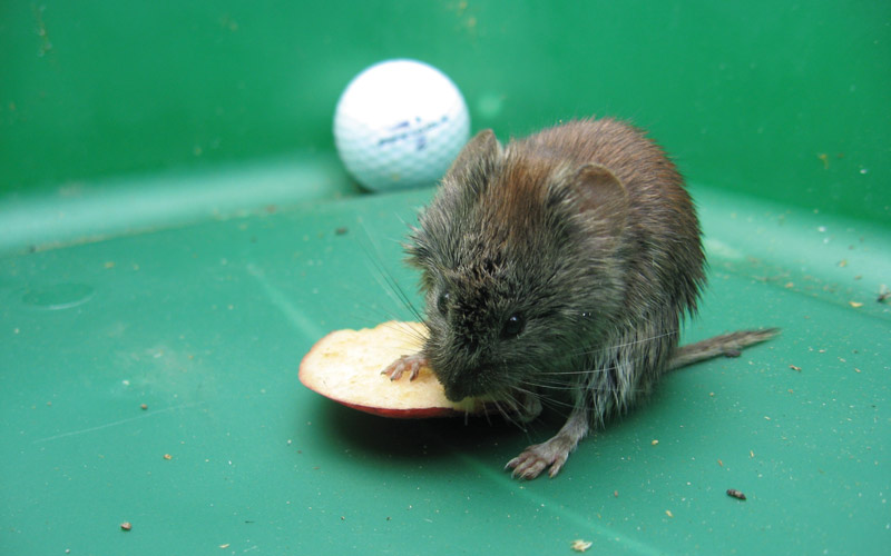 Vole control on the golf course Voles golf course