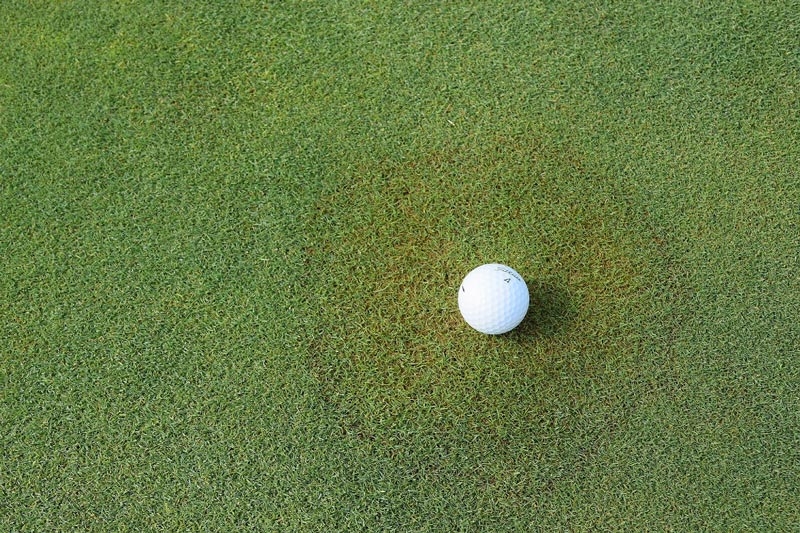 Fall turf prep: A focused fall for a stress-less spring Brown patch turf