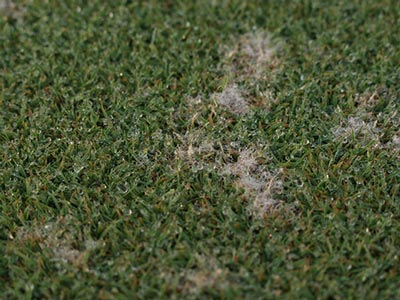 Fall turf prep: A focused fall for a stress-less spring Dollar spot mycelium