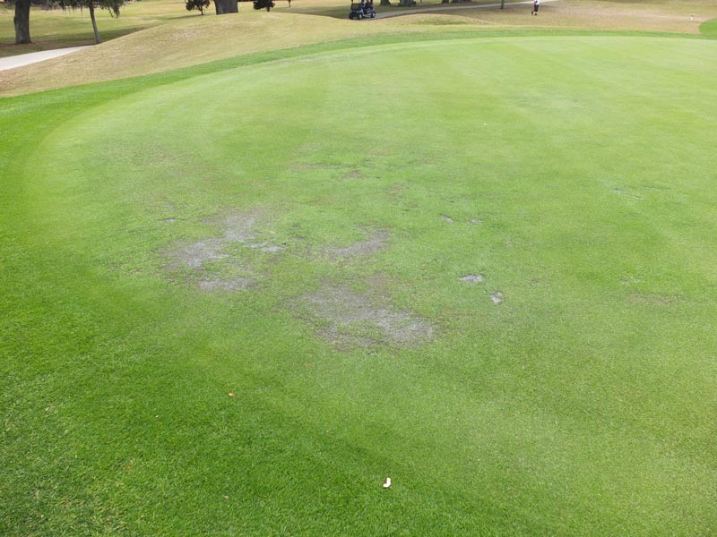 Fall turf prep: A focused fall for a stress-less spring Pythium blight bermudagrass