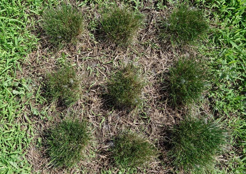 Natural weed suppression in fine fescues Fine fescue crabgrass