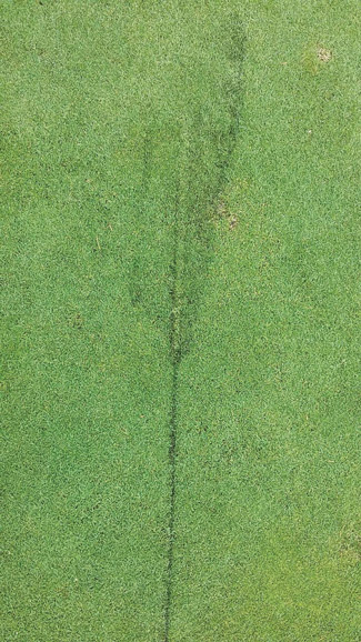 Photo Quiz: Suspicious shadow, patchy pattern on green Algae golf course