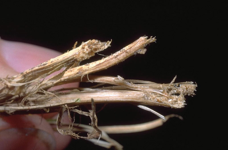 Turf insects: Looking for bugs in all the right places Billbugs in turf
