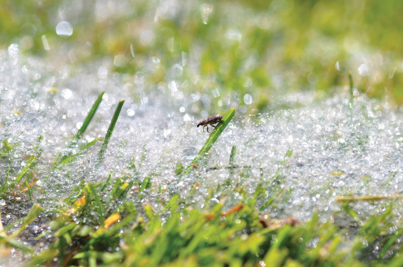 Turf insects: Looking for bugs in all the right places Bring ABW to surface