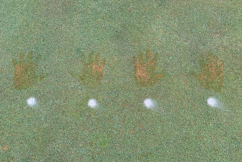 Hand sanitizer effects on turfgrass Hand sanitizer kill grass