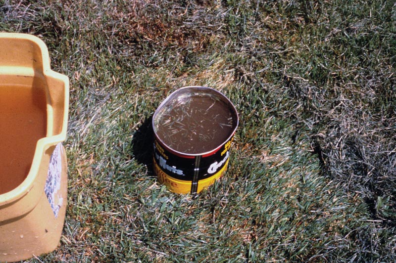Turf insects: Looking for bugs in all the right places Insect flotation test