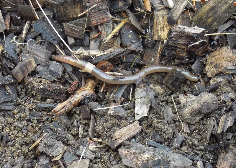 Jumpin’ jiminy! Jumping worms on golf courses Jumping worm golf course