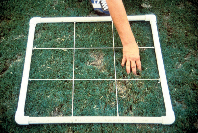 Turf insects: Looking for bugs in all the right places Mole crickets turf