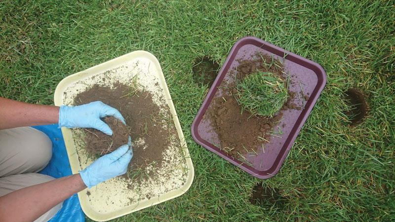 Turf insects: Looking for bugs in all the right places Scouting turf pests