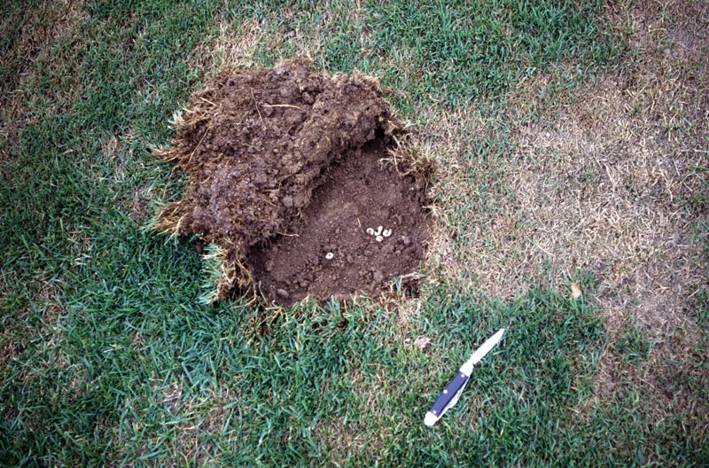 Turf insects: Looking for bugs in all the right places Soil grubs