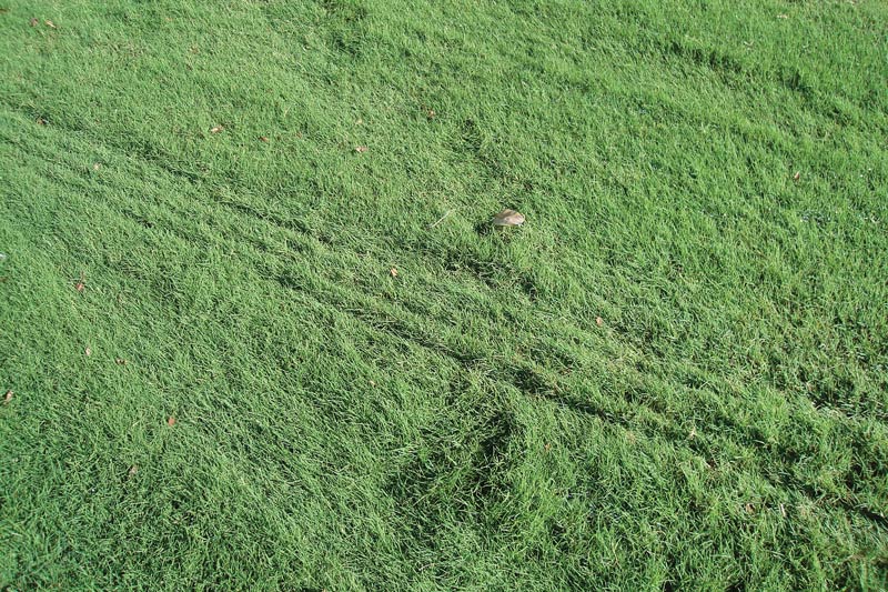 Photo Quiz: Discolored green, imprinted lines in rough Bermudagrass rough