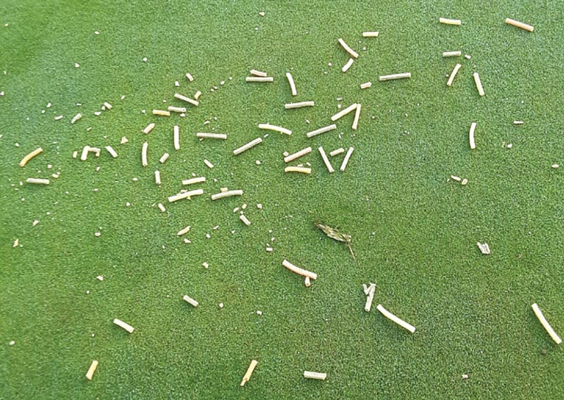 Photo Quiz: Oily marks, worn turf in perfect circles Canola oil on turfgrass