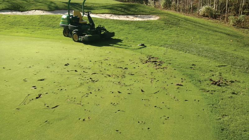 Photo Quiz: Scratches on green, ‘ghost’ footprints Golf course rutting