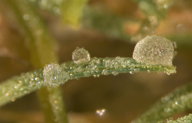 Water in turfgrass: Functions, flow and forms Guttation fluid turfgrass