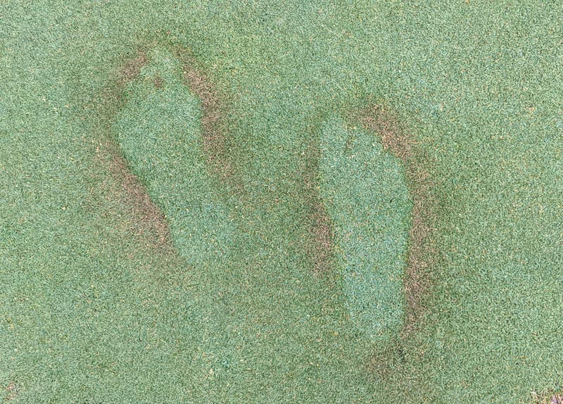 Photo Quiz: Brown trail of turf, peculiar prints Insect repellent turf