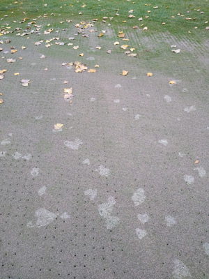 Photo Quiz: Speckled green, brown turf plots Leaf marks turfgrass