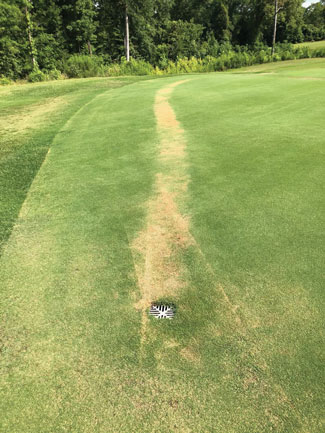 Photo Quiz: Brown trail of turf, peculiar prints Putting green drain