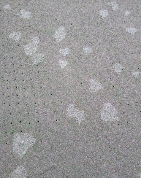 Photo Quiz: Speckled green, brown turf plots Speckled golf green
