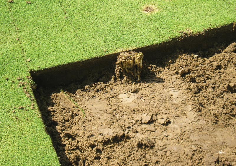 Photo Quiz: Curious grass pattern, turf-less spots on green Tree root turfgrass