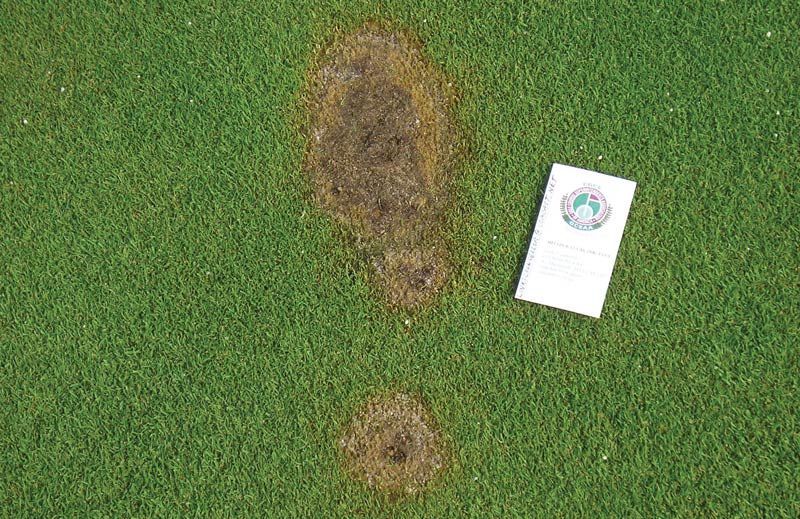 Photo Quiz: Curious grass pattern, turf-less spots on green Tree roots turfgrass