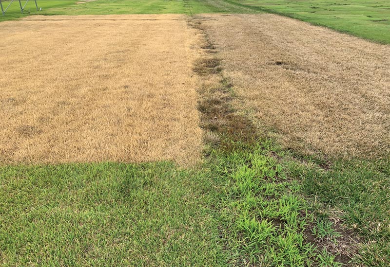 Photo Quiz: Speckled green, brown turf plots Turf research plot