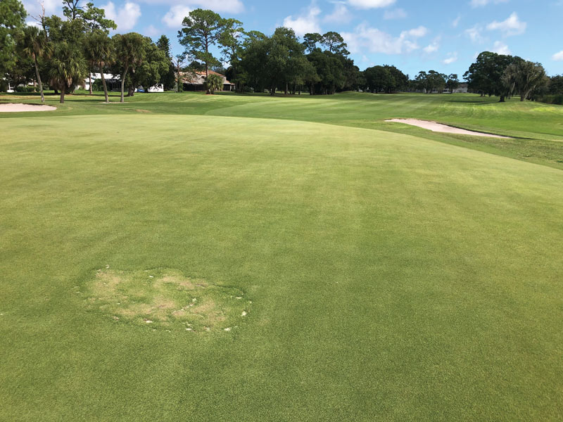 Photo Quiz: Small punctures on turf, large hole in green Turf sod repair