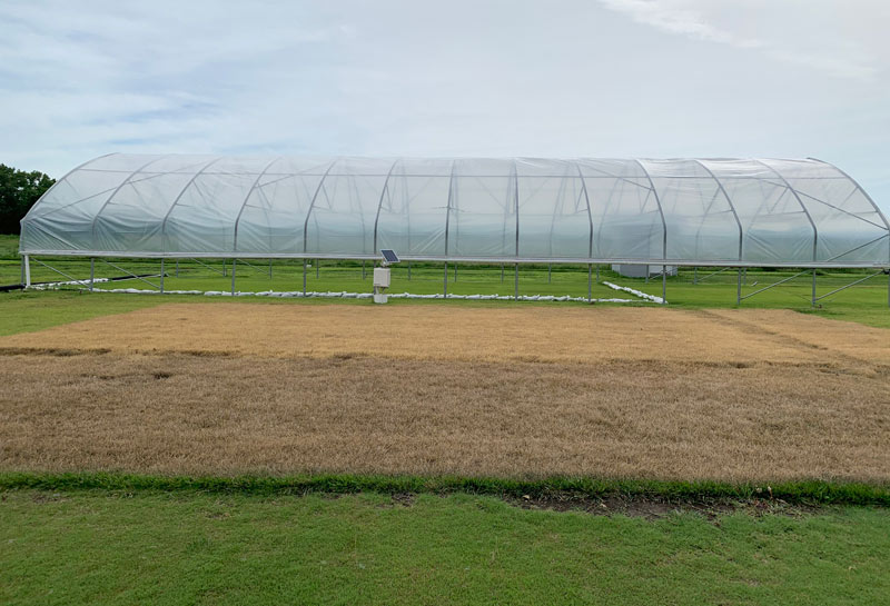 Photo Quiz: Speckled green, brown turf plots Turfgrass research plot