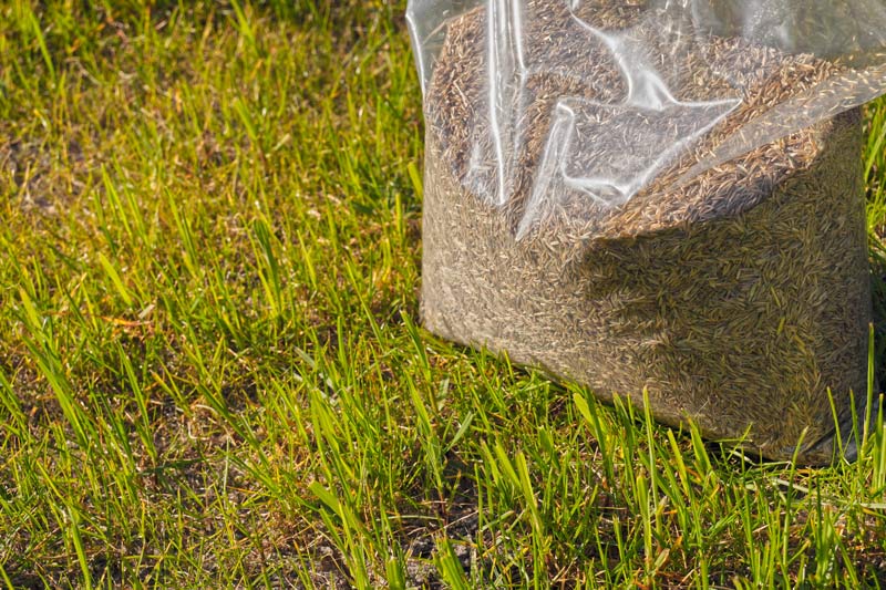 GCM’s 2021 Seed Update Turfgrass seed varieties
