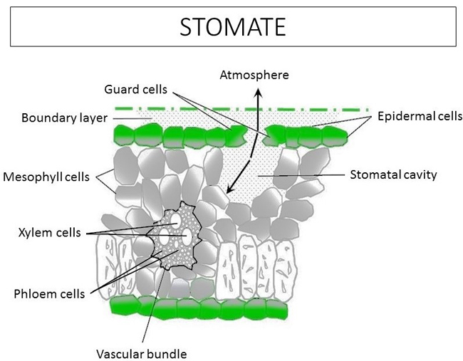 Water in turfgrass: Functions, flow and forms Turfgrass stomate