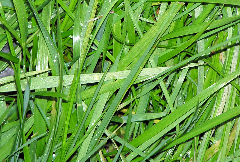 Water in turfgrass: Functions, flow and forms Turfgrass water functions