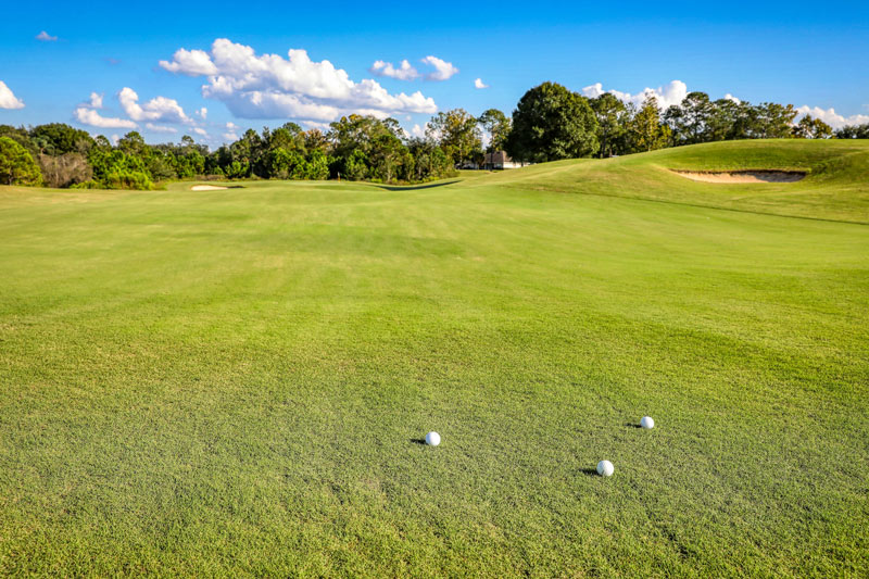 GCM’s 2021 Seed Update Turgrass seed 2021