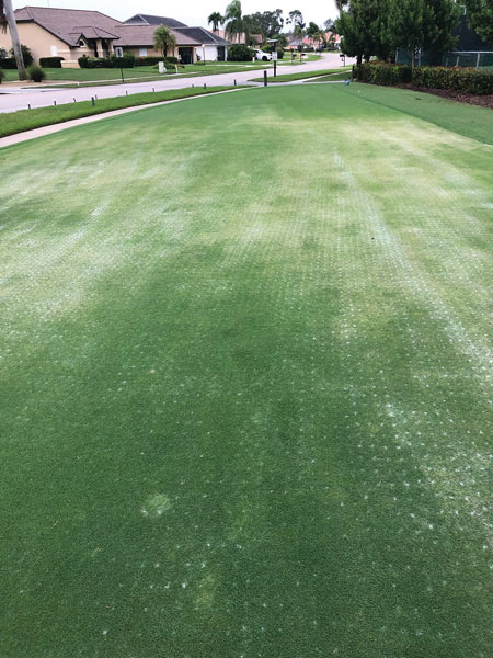 Photo Quiz: Discolored green, imprinted lines in rough Tuttle mealybugs damage