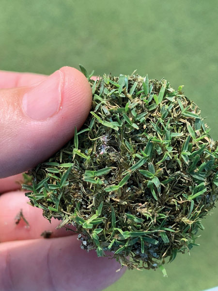 Photo Quiz: Discolored green, imprinted lines in rough Tuttle mealybugs turf