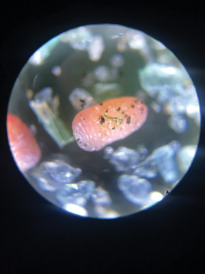 Photo Quiz: Discolored green, imprinted lines in rough Tuttle mealybugs