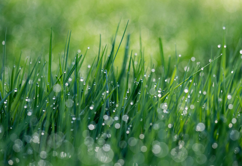 Water functions in turfgrass