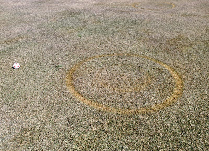 Photo Quiz: Oily marks, worn turf in perfect circles Worn turf circles