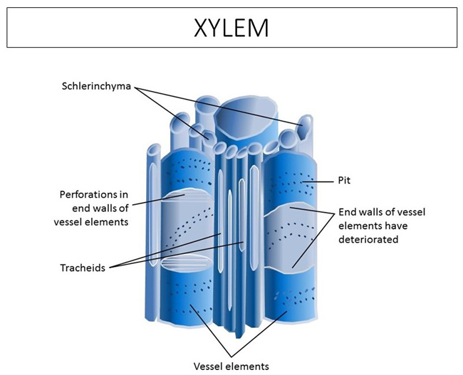 Water in turfgrass: Functions, flow and forms Xylem in turf