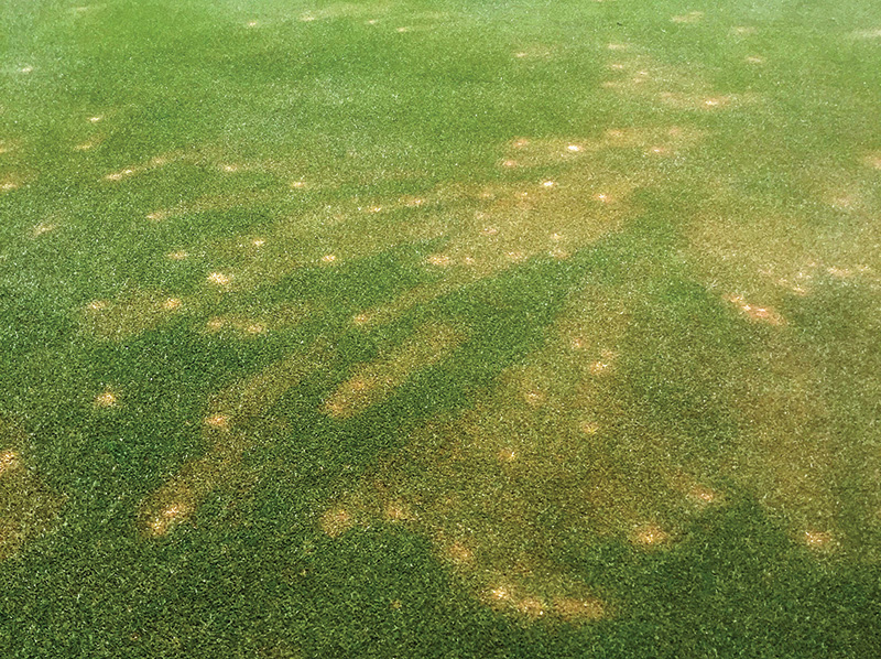 Photo Quiz: Flood remnants, tan patches on green Golf course flood