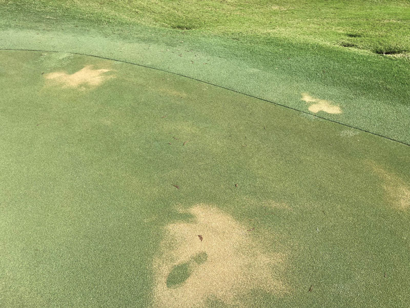 Photo Quiz: Flood remnants, tan patches on green Damaged golf course green