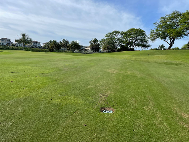 Photo Quiz: Flood remnants, tan patches on green SeaDwarf paspalum putting green